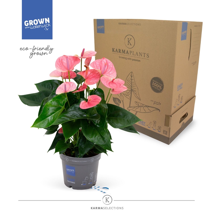 <h4>Anthurium  'Karma Pink'</h4>