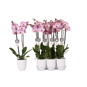 Phalaenopsis Spotted World, 2-spike 18+ White Ceramics
