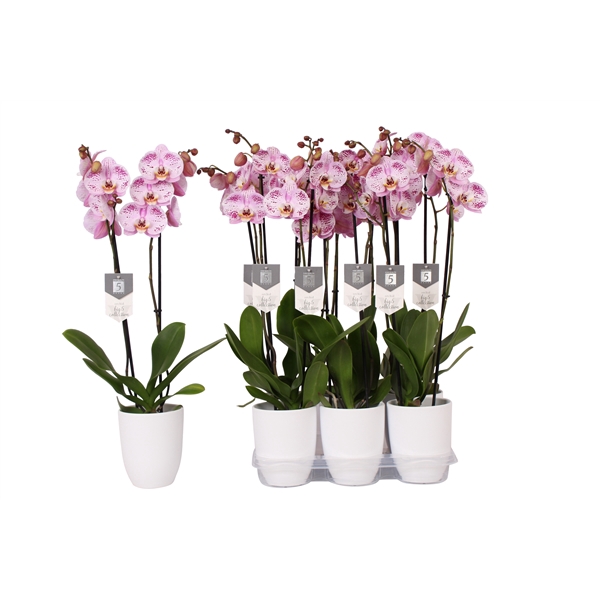 <h4>Phalaenopsis Spotted World, 2-spike 18+ White Ceramics</h4>