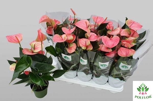 Anthurium Sweet Dream 12Ø 45cm 5fl