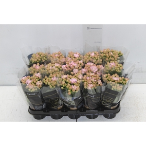 KALANCHOE DOBRADO MINI P06 ROSA
