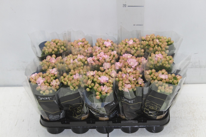 <h4>KALANCHOE DOBRADO MINI P06 ROSA</h4>