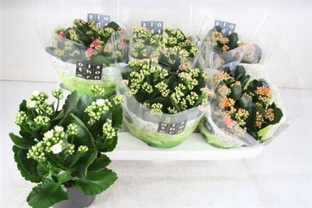 <h4>Kal Ge Gem 4 Kl</h4>