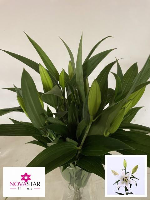 <h4>LI OR HELVETIA</h4>