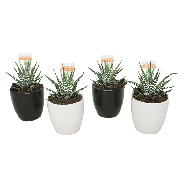 <h4>Haworthia big band 5,5 cm in pot 2 rijtjes wit en 2 zwart met etiket</h4>