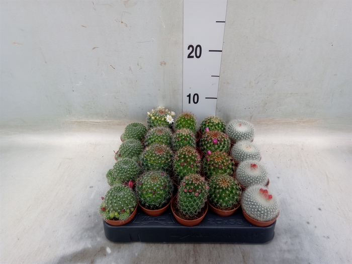 <h4>Mammillaria  ...mix</h4>