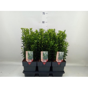 Euonymus japon. 'Green Spire'