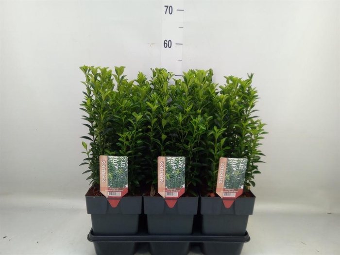 <h4>Euonymus japon. 'Green Spire'</h4>