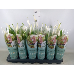 Spathiphyllum  'Pearl Cupido'