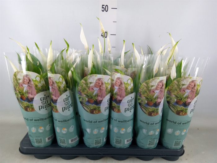 <h4>Spathiphyllum  'Pearl Cupido'</h4>