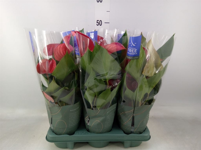 <h4>Anthurium andr. 'Picanta Red'</h4>