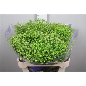 Gyps Overtime Light Green