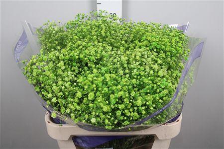 <h4>Gyps Overtime Light Green</h4>