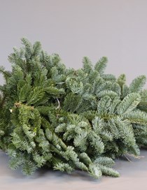 ABIES NOB BLAUW KILO