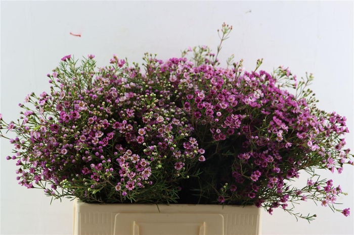 <h4>Chame Un Jupiter</h4>