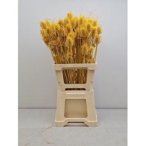 GESTABILISEERD KAARDEBOL GEEL