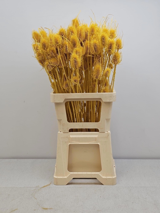 <h4>GESTABILISEERD KAARDEBOL GEEL</h4>