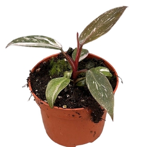 Philodendron Pink Princess Marble