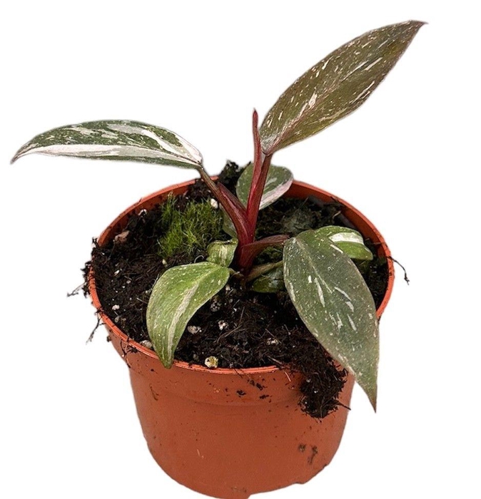 <h4>Philodendron Pink Princess Marble</h4>