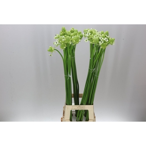 Ornithogalum Saundersiae