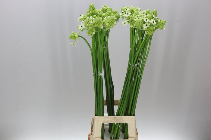 <h4>Ornithogalum Saundersiae</h4>