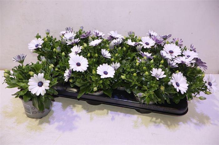 <h4>Osteo Fp White</h4>