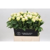 Paeonia Brother Chuck