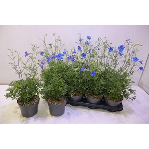Delp Grandiflorum