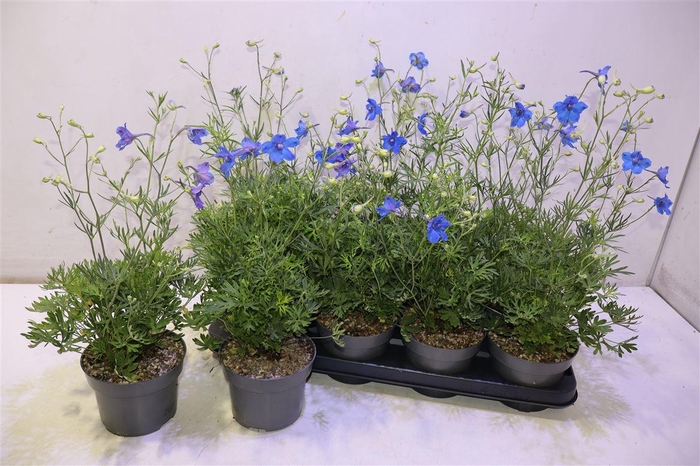<h4>Delp Grandiflorum</h4>
