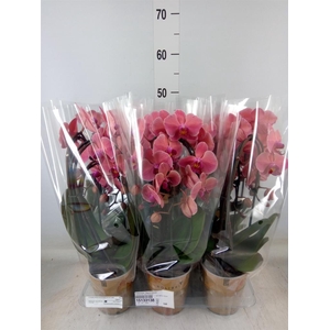 Phalaenopsis  'Elegant Cascade'