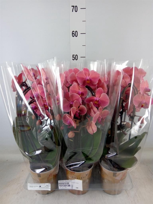 <h4>Phalaenopsis  'Elegant Cascade'</h4>