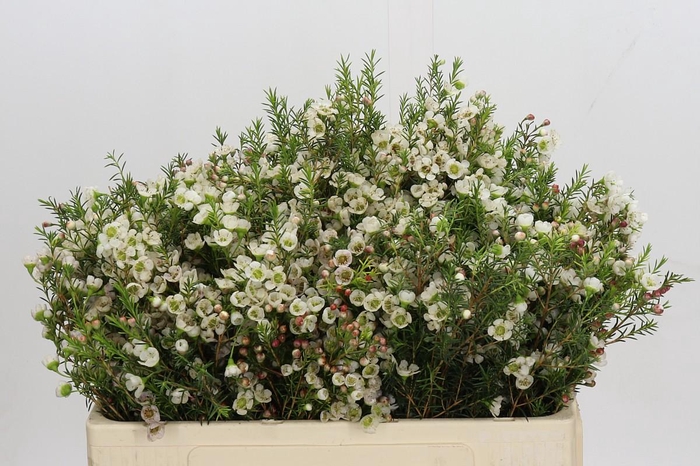 <h4>Chamelaucium Gil</h4>