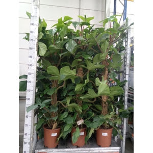 Philodendron squamiferum