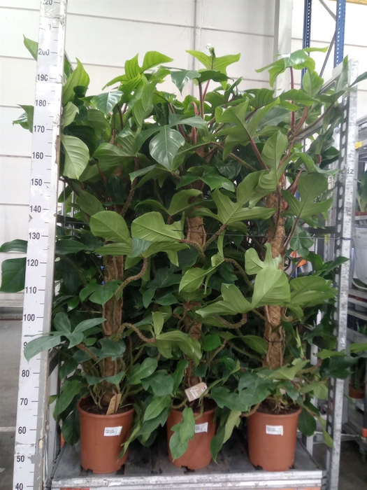 <h4>Philodendron squamiferum</h4>