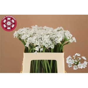 ALLIUM FLOCON