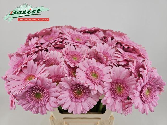 <h4>GE MI KIRSTEY</h4>