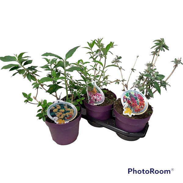 <h4>Buddleja dav. mix P19 SPECIAL</h4>