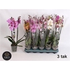 Phal Gem 5 Kl