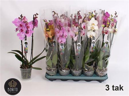 Phal Gem 5 Kl
