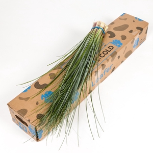 BEARGRASS LEAFER X40