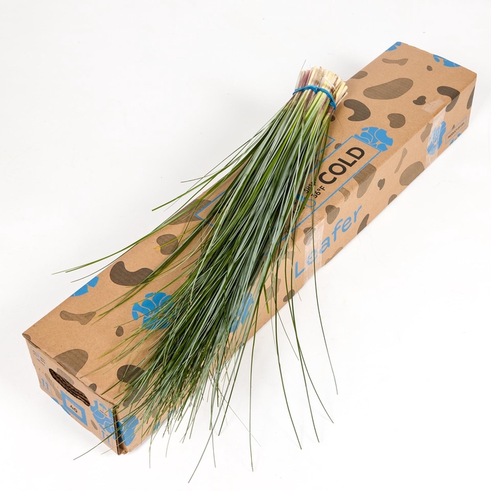 <h4>BEARGRASS LEAFER X40</h4>