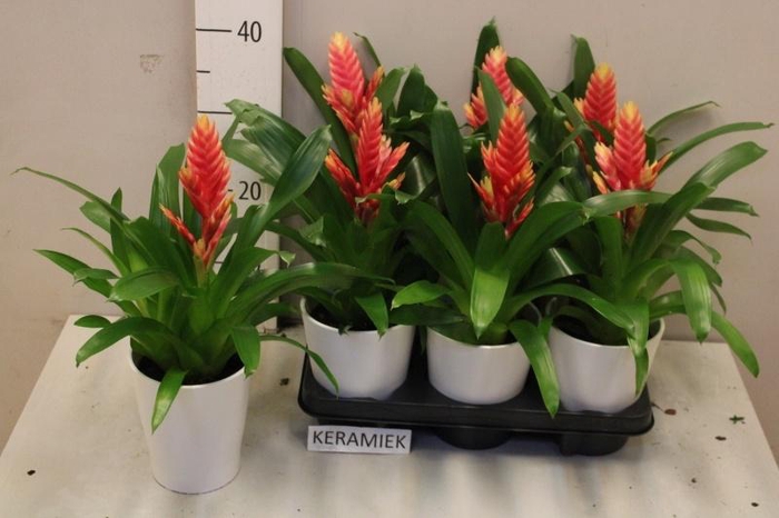 <h4>VRIES MADONNA</h4>