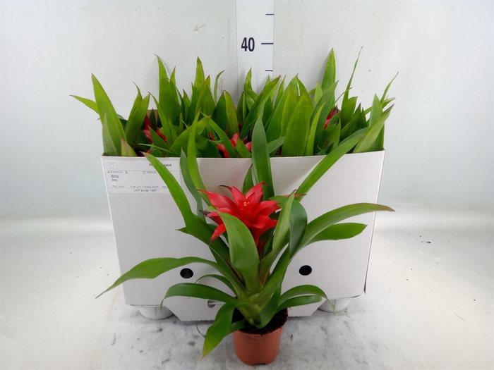 <h4>Guzmania  'Blitz'</h4>