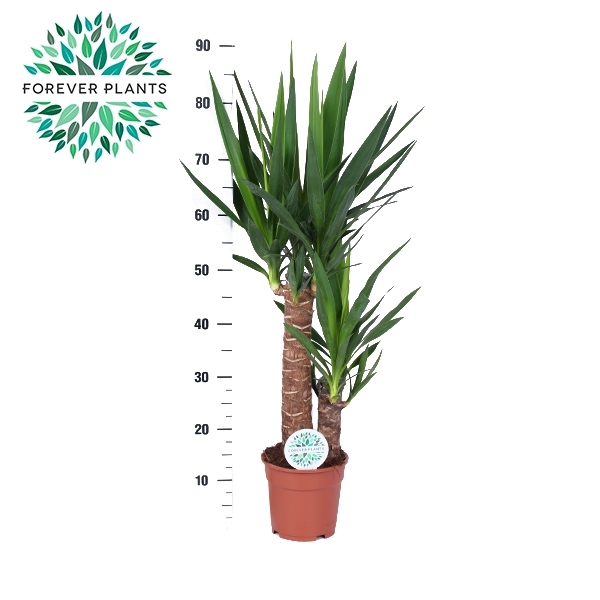 <h4>Yucca 45+20 (3+ Head) P17</h4>