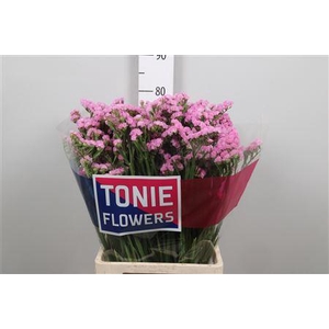 Lim S Rosel Sun Birds