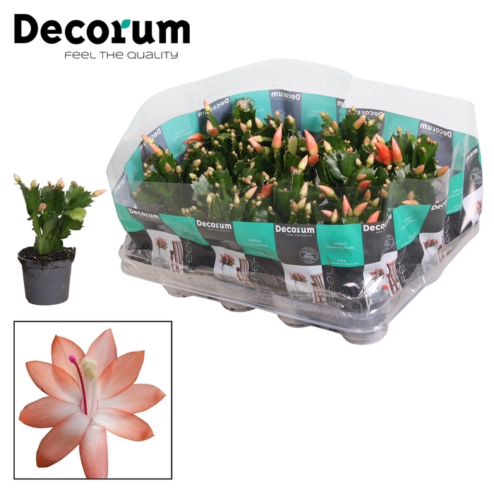 <h4>Schlumbergera - 7 cm - Orange (Christa) - Decorum</h4>