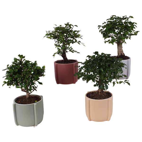 <h4>Bonsai Indoor Mix Ø12cm Ball Shape in Ø15cm Ceramic DF461</h4>