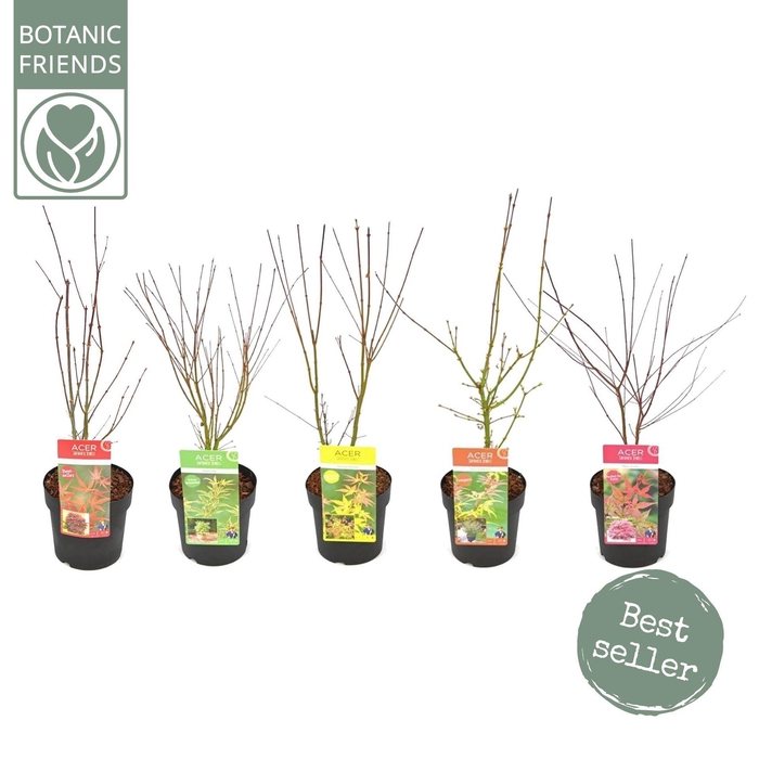 <h4>Acer palmatum</h4>