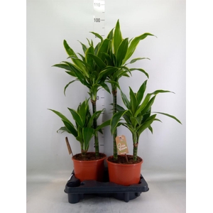 Dracaena fr de 'Art'