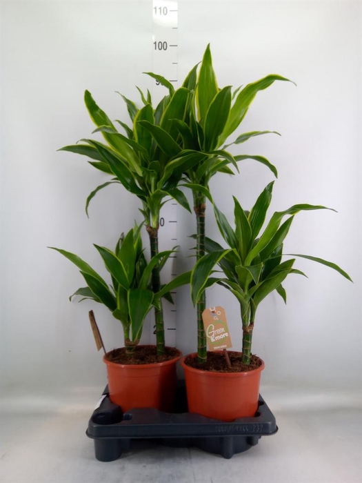 <h4>Dracaena fr de 'Art'</h4>